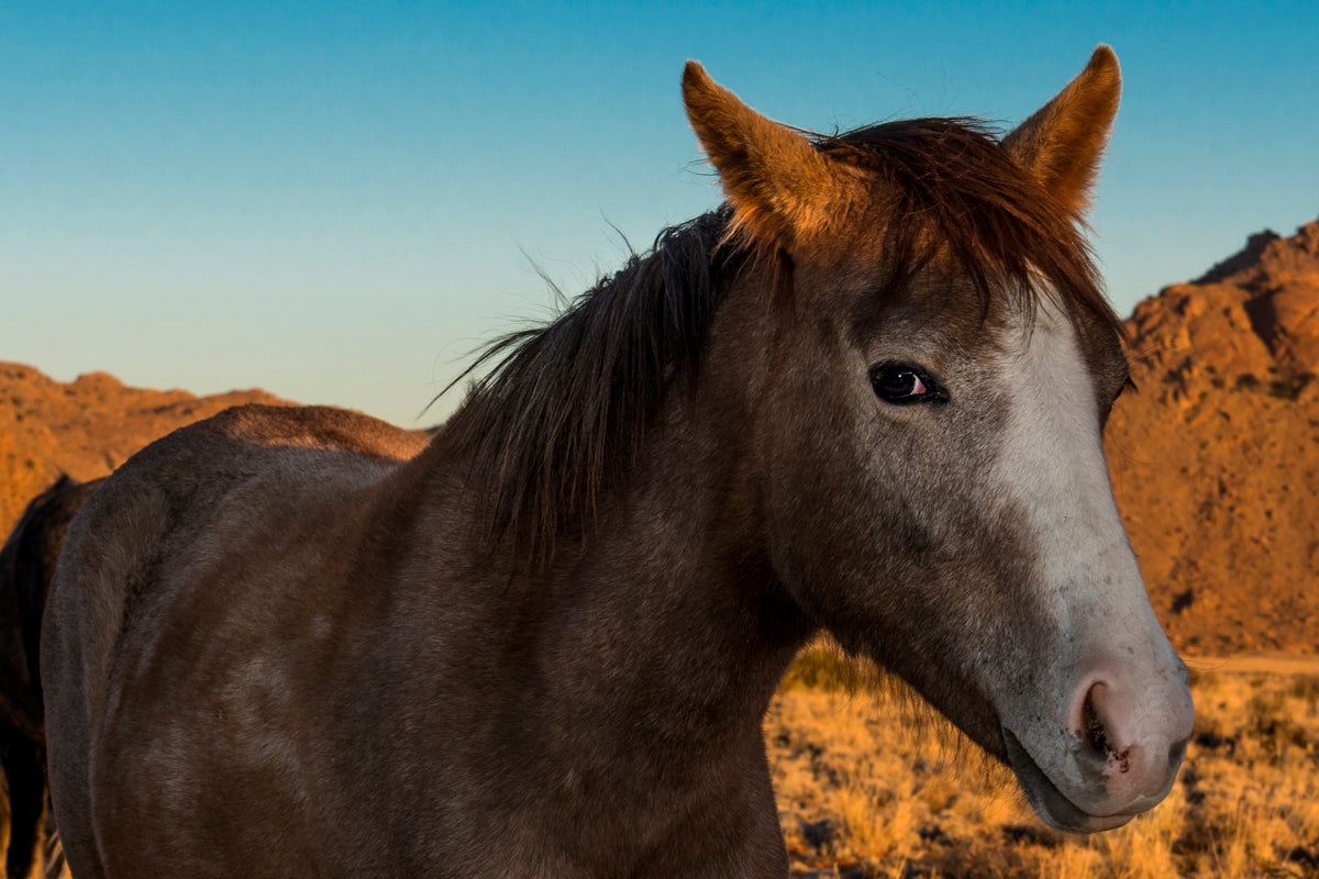 Wild Soul: Portrait of a Desert Horse