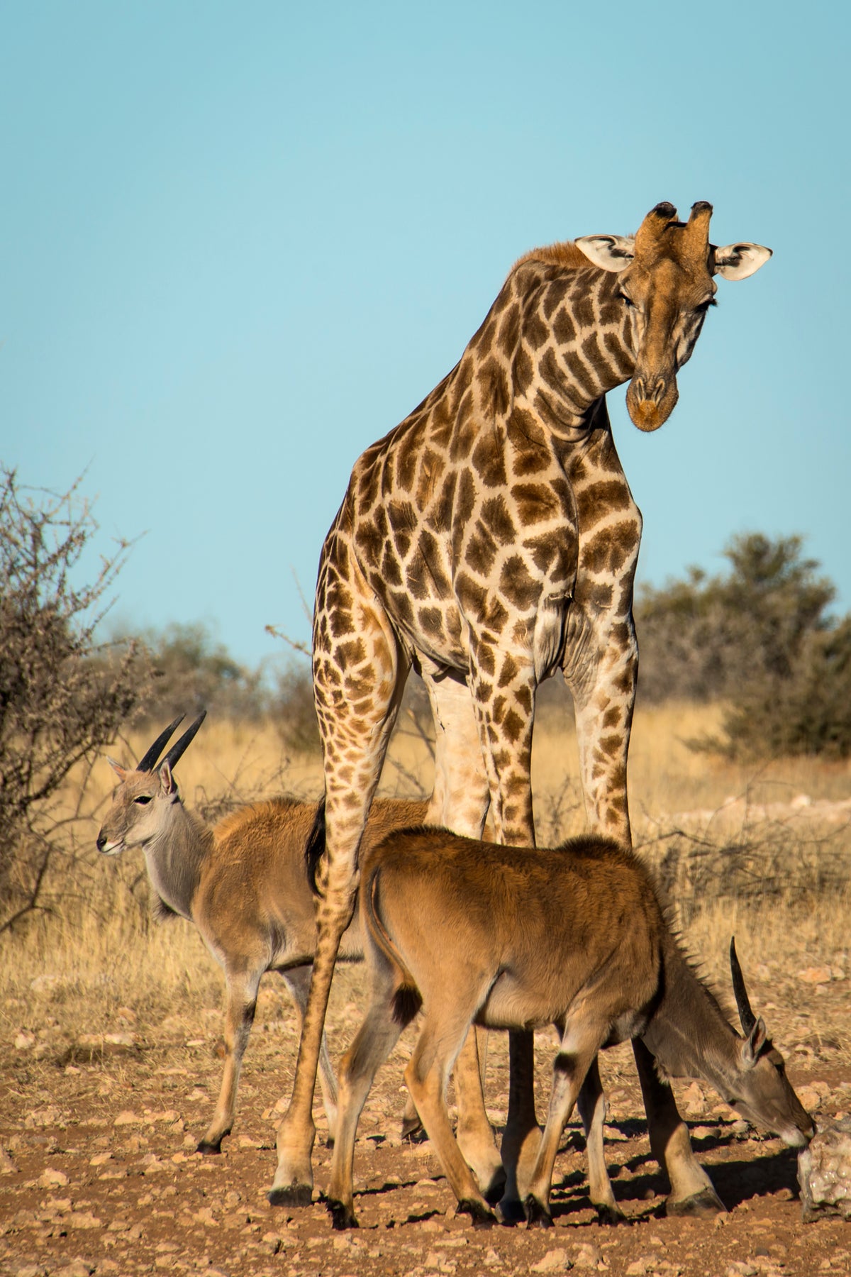 Watchful Giant: Giraffe Guarding Young Eland