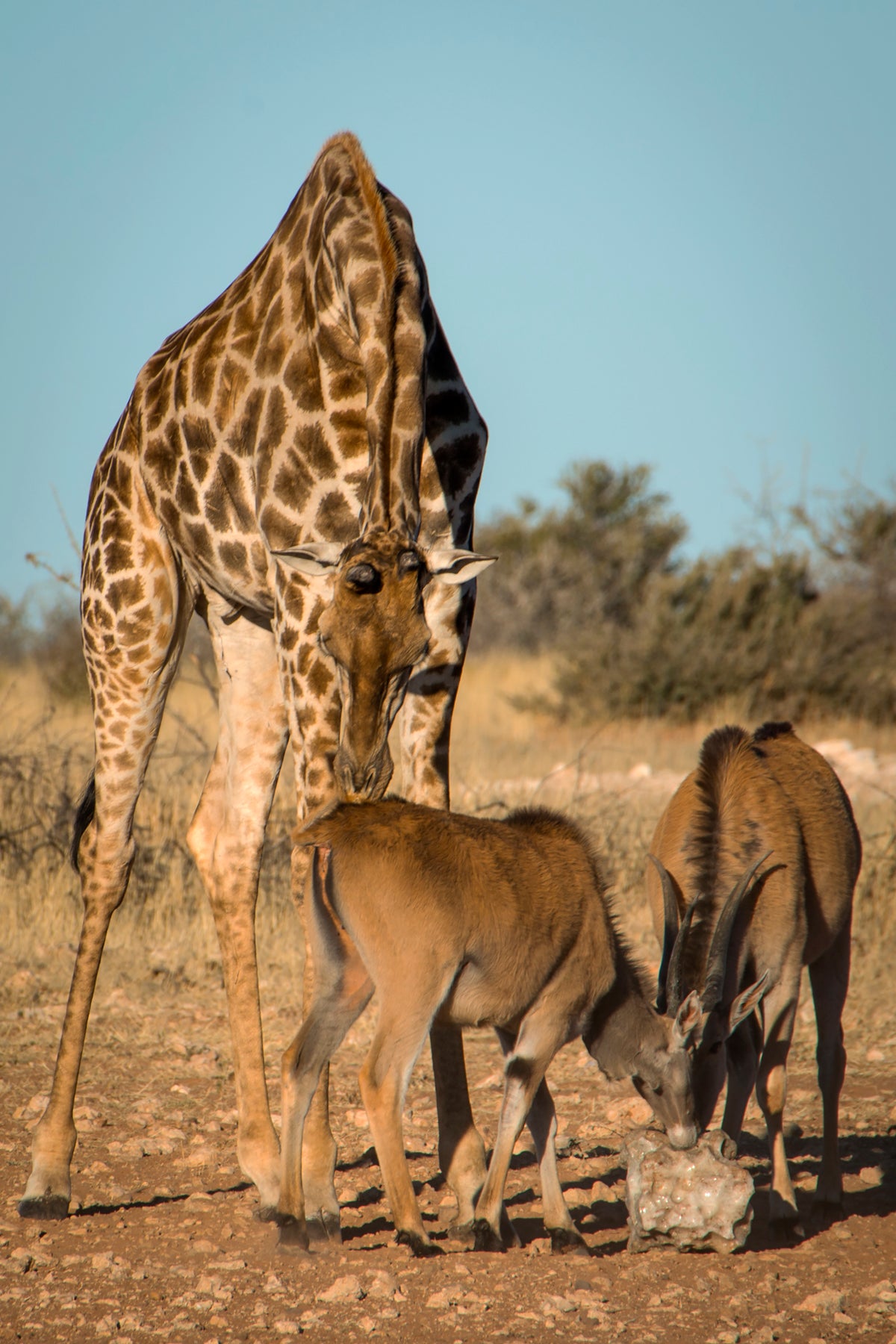 Gentle Guardian: Giraffe and Eland Calves at the Salt Lick