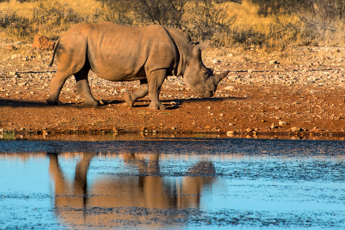 Reflection of Strength: Rhino at the Water’s Edge