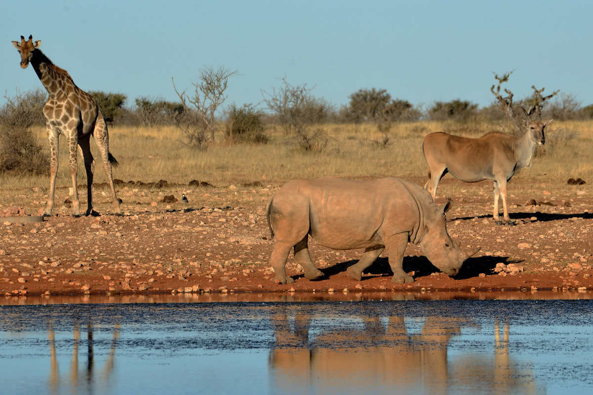 Icons of Africa: Rhino, Giraffe & Eland at the Waterhole