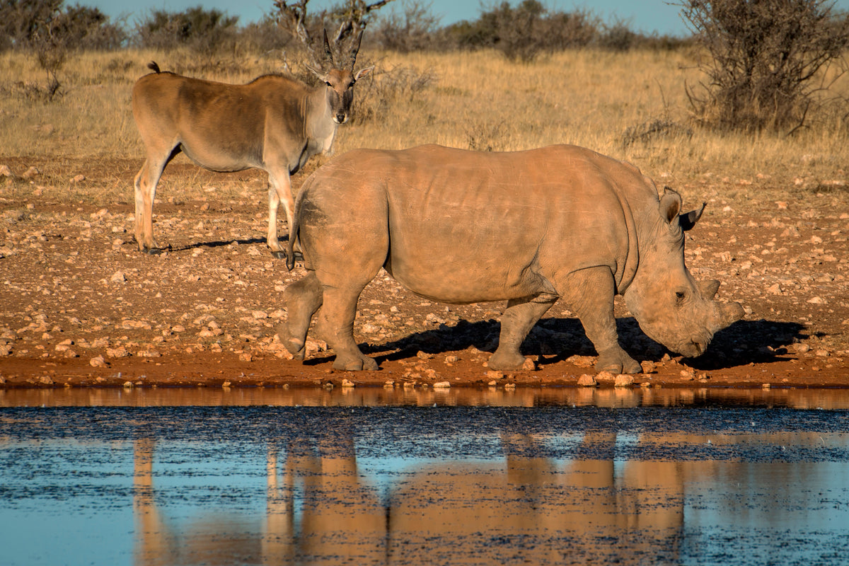 Desert Giants: Rhino and Eland at the Water’s Edge