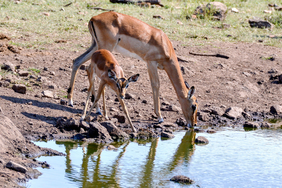 Water's Edge: Impala and Calf