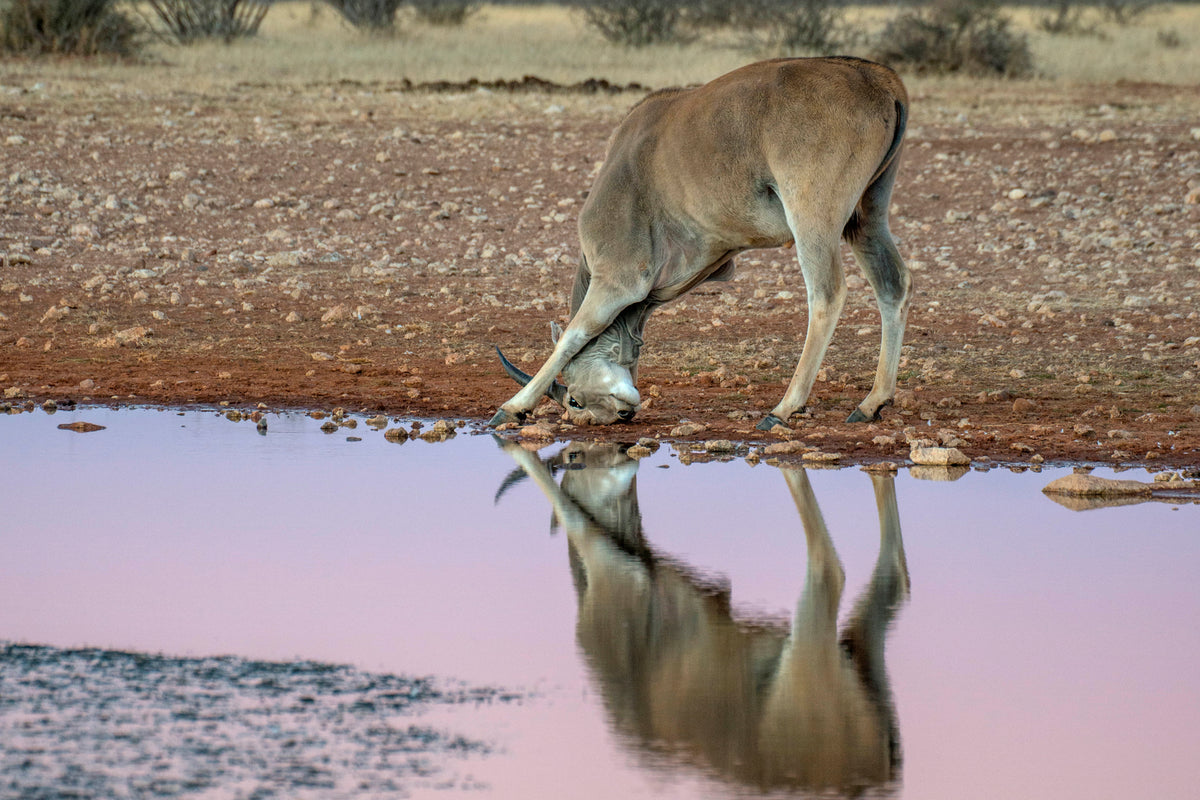 Mirror of Stillness: Eland Drinking at Dusk