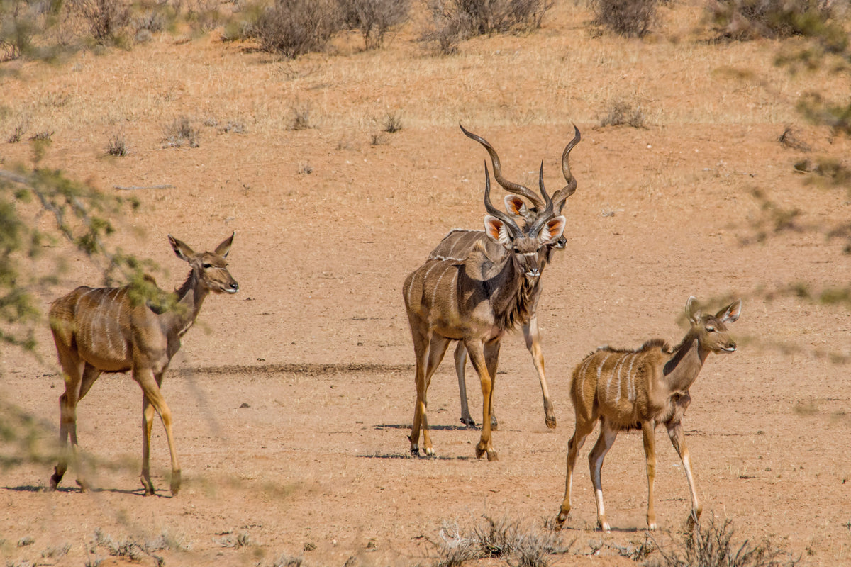 Desert Royalty: Kudu Bull and His Herd