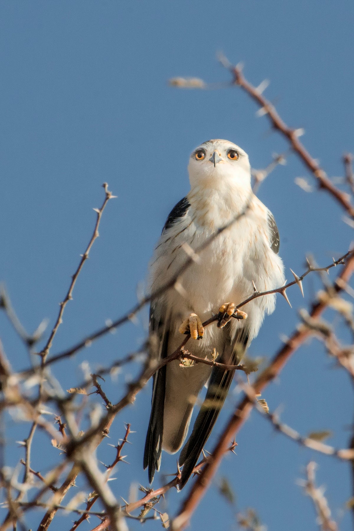Silent Watcher: Black-Shouldered Kite in Thornveld