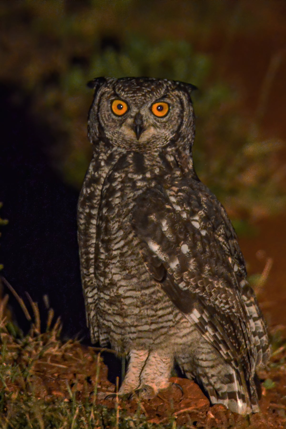 Stare of the Night Hunter