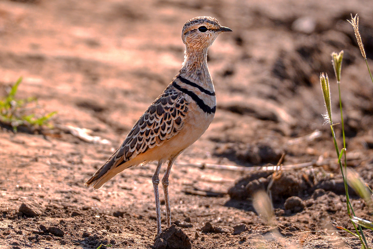 Desert Sentinel: The Double-Banded Courser