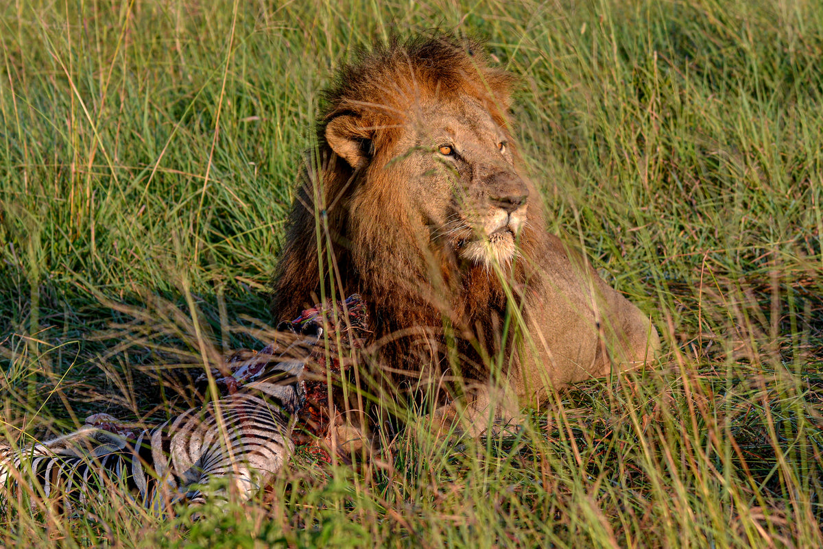 The Throne is Mine: Lion with Fresh Kill