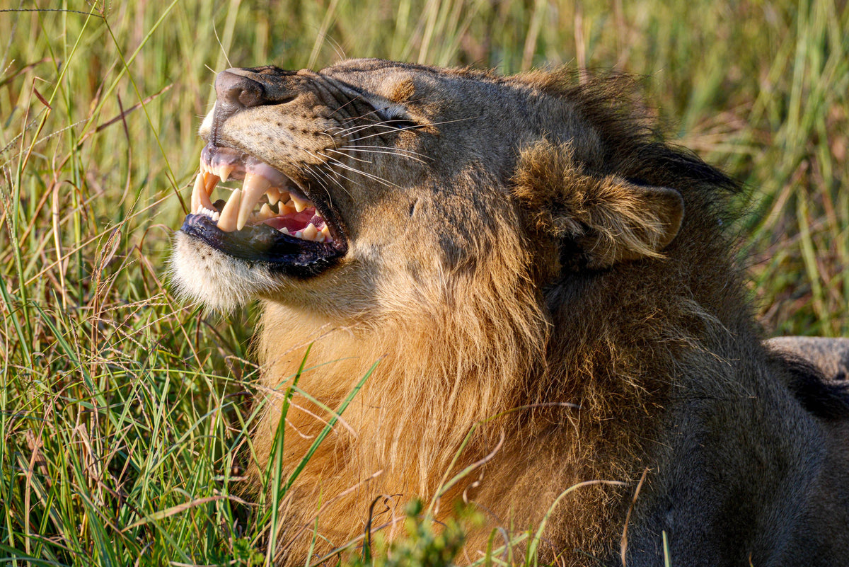 Fangs of the Wild: Roaring Lion Portrait