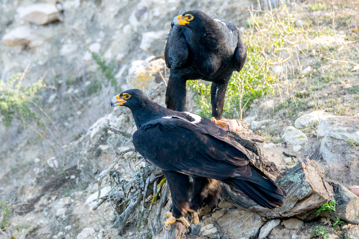 Black Eagles: Silent Guardians by Andriette Pretorius