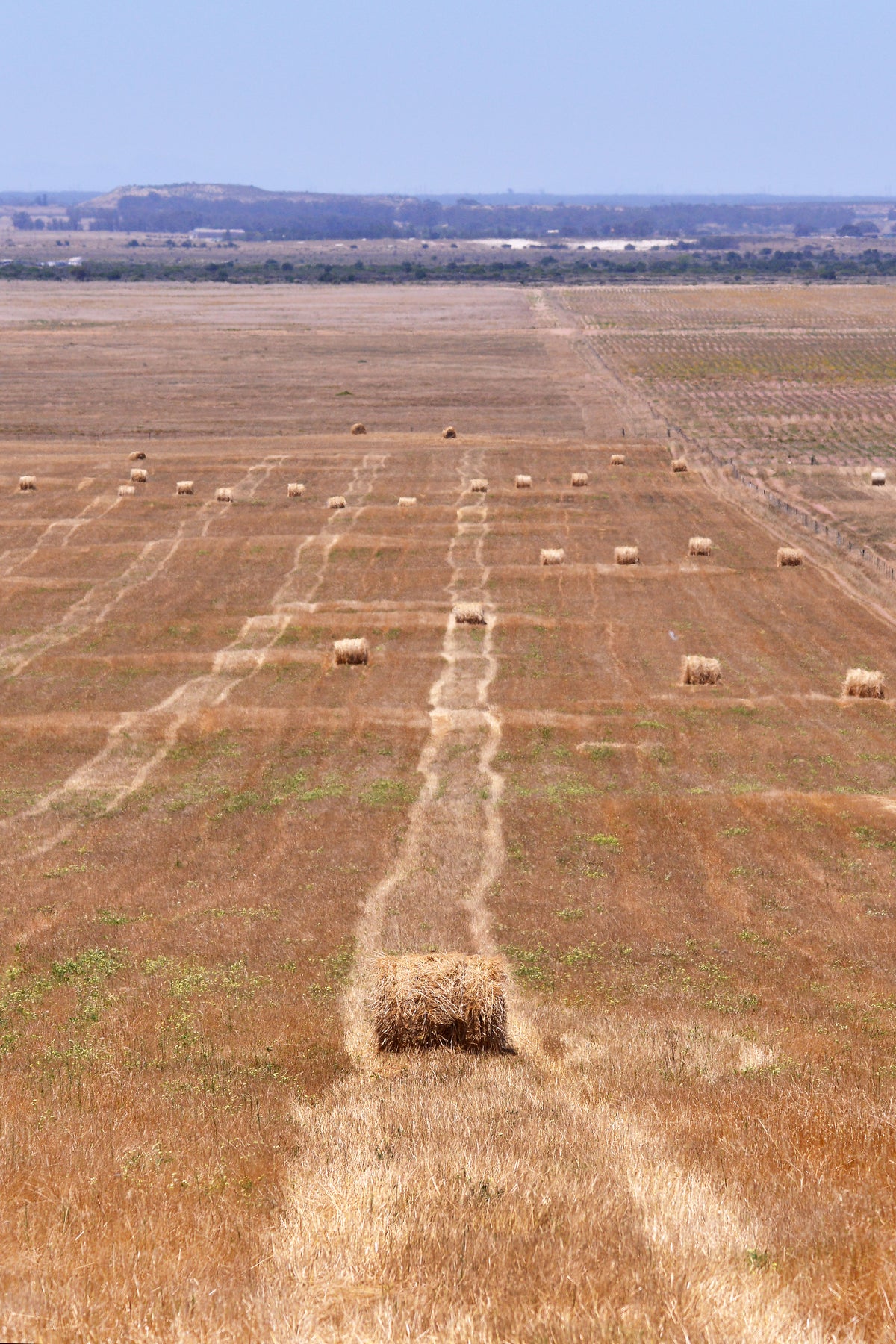 Harvest Lines: Vredenburg Fields by Andriette Pretoriu