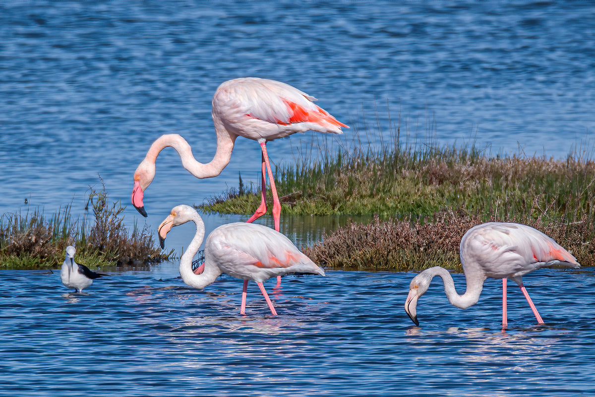 Grace in the Shallows: Flamingo Gathering