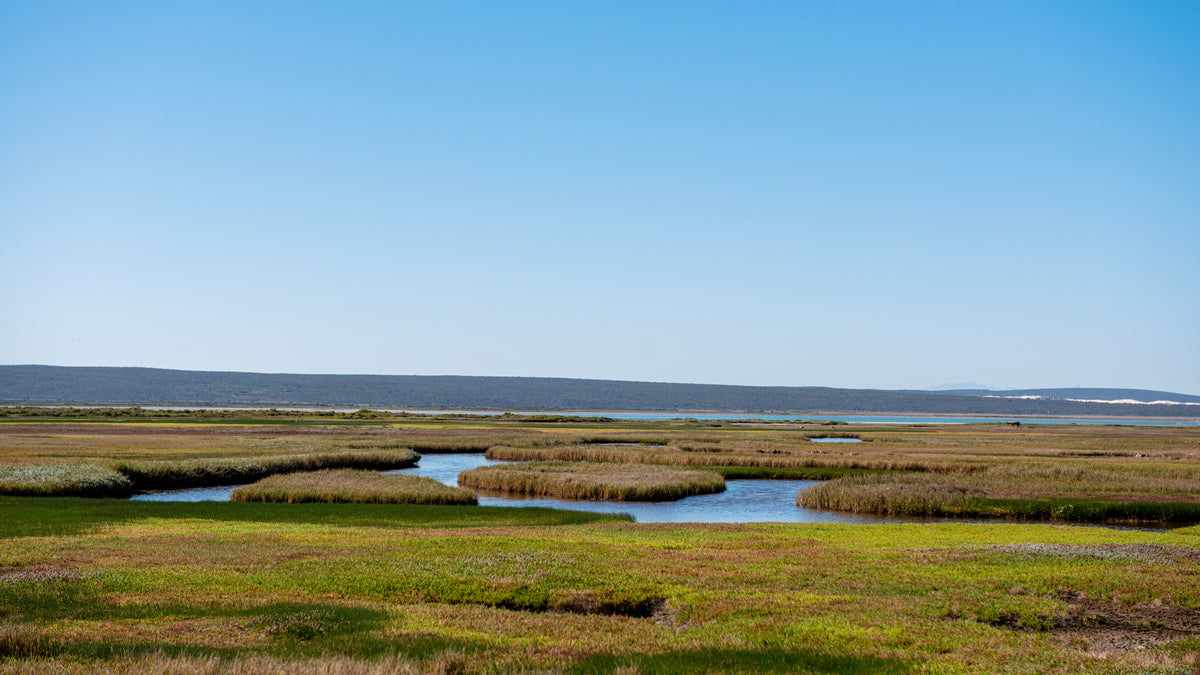 Still Waterscape: West Coast Wetland Serenity