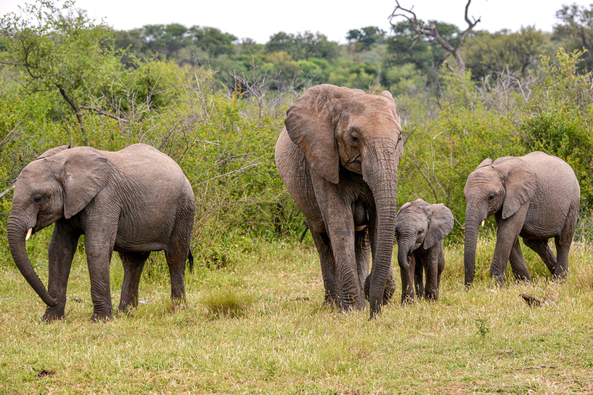 The Walk of Giants: Family in Motion