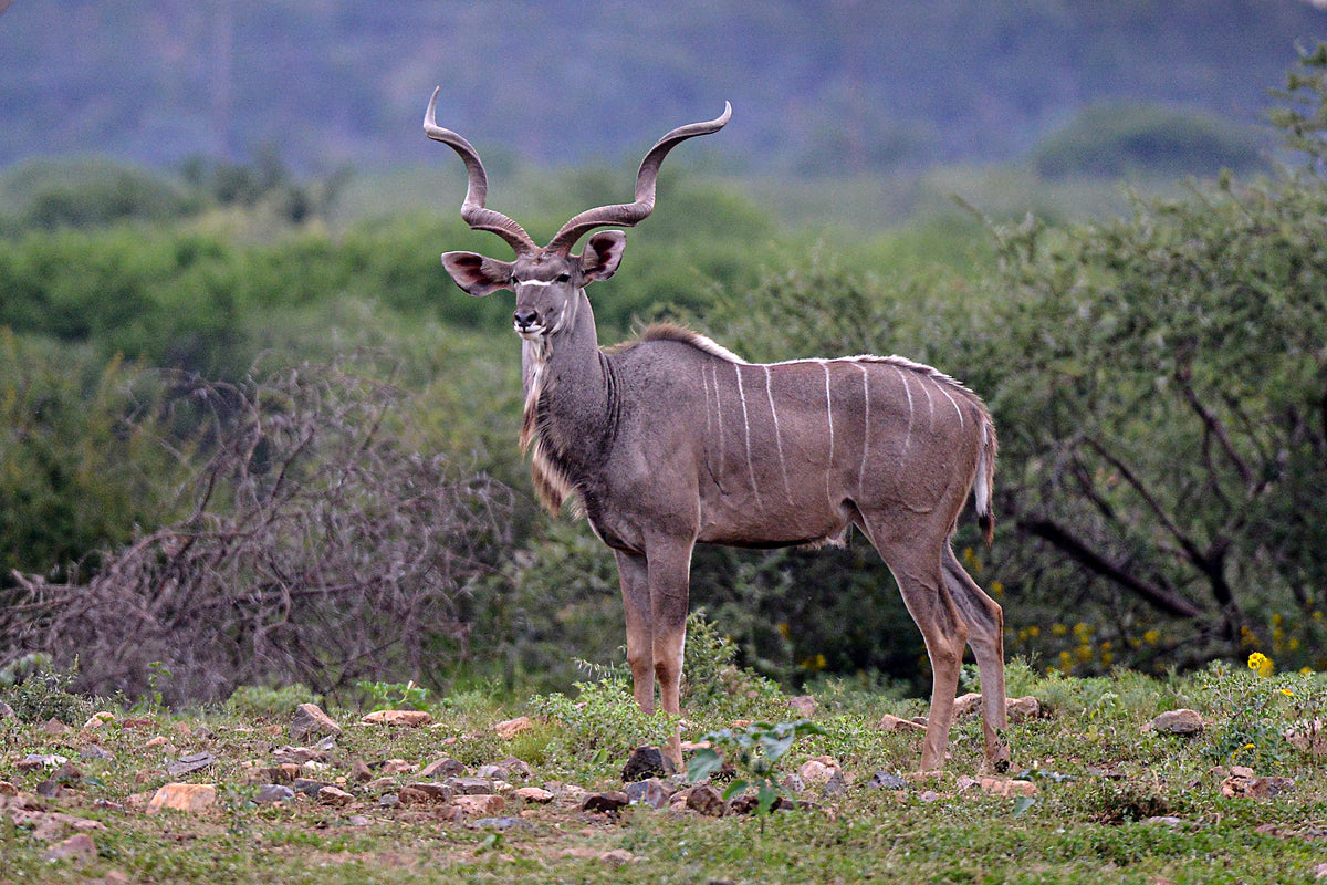 Kudu Majesty: Wild Grace