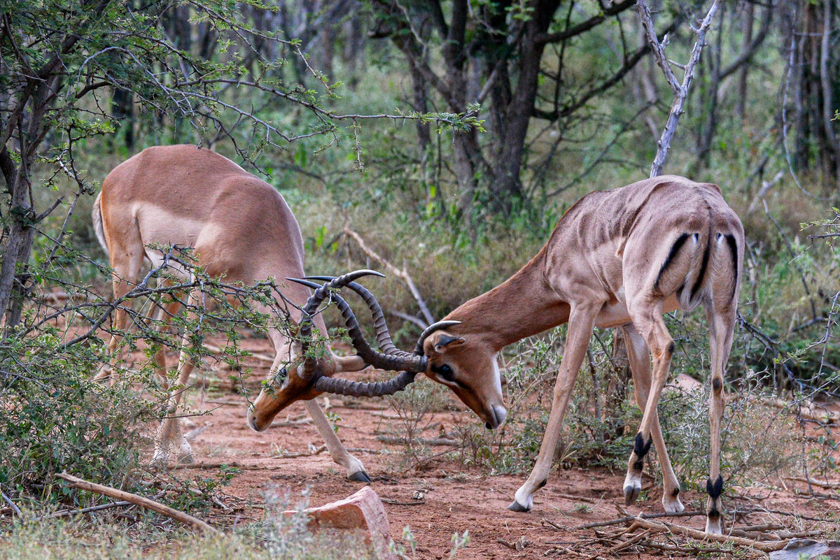 Clash in the Wild: Impala Rivals