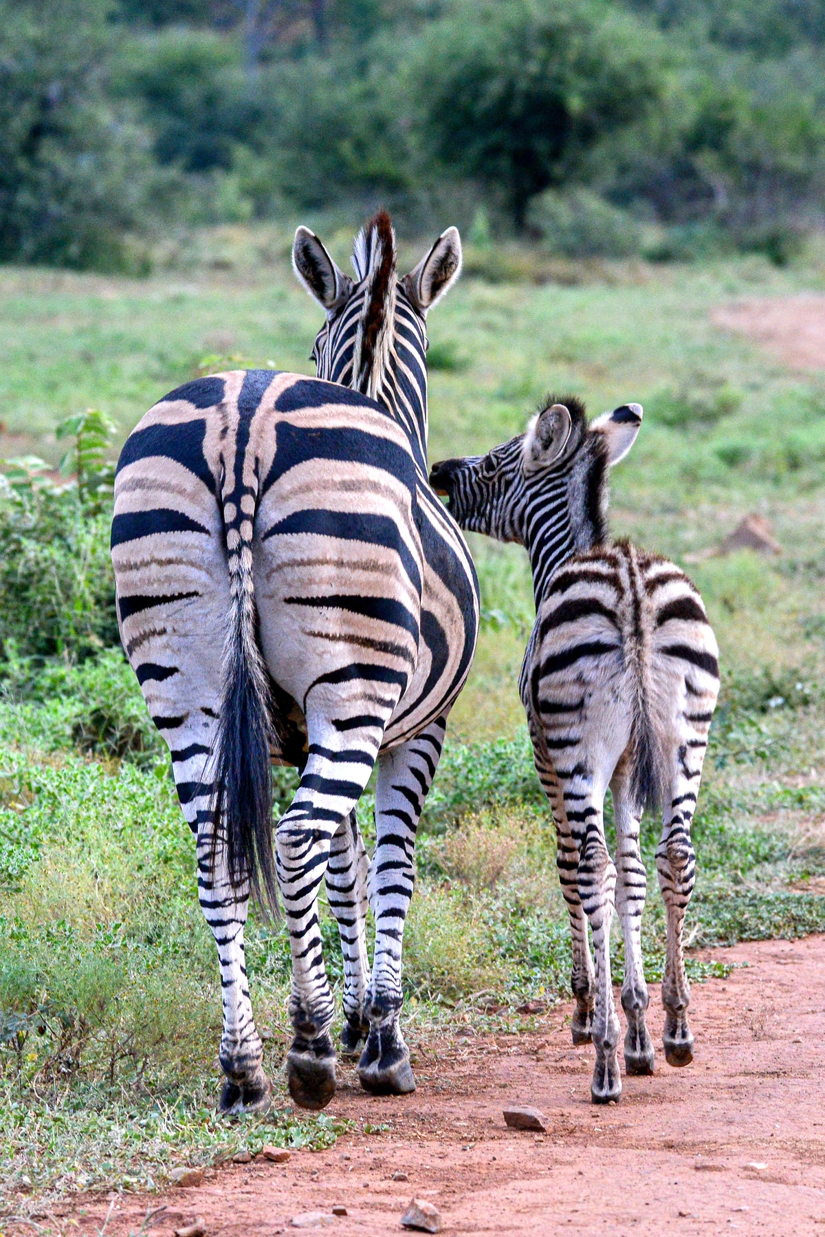 Side by Side: Zebra Bond