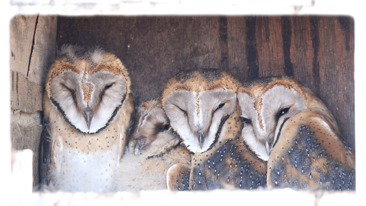 Feathers of Family: Barn Owl Cluster