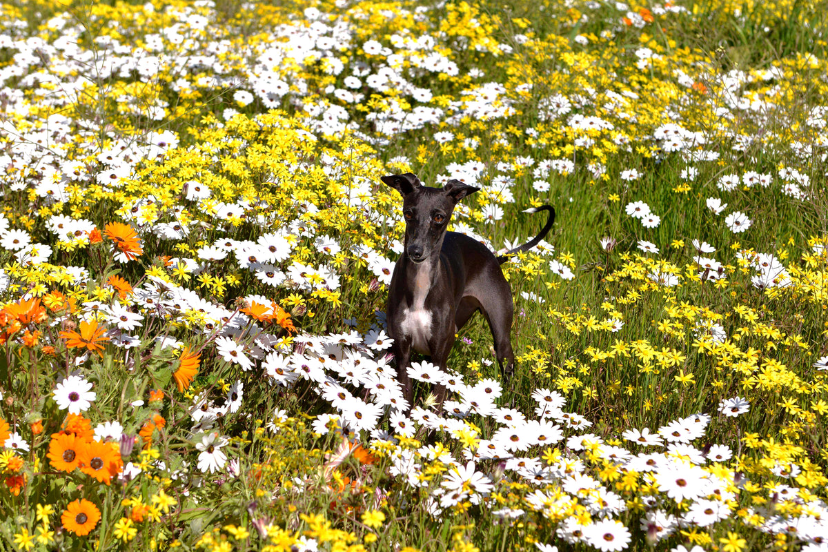 Whippet in Wildflowers: A Moment of Spring Joy