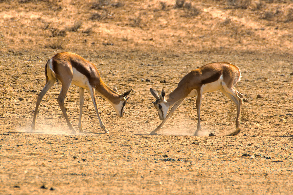 Clash of Grace: Young Springbok Sparring in the Dust