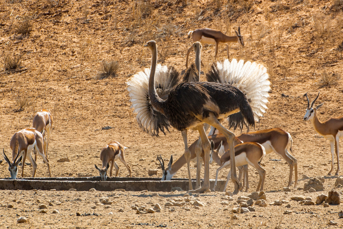 Desert Dance: Ostriches and Springbok at the Waterhole