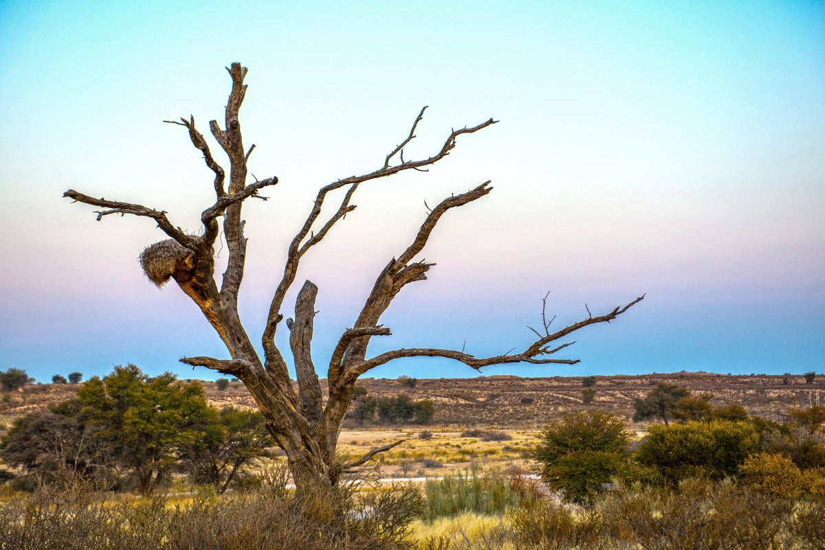 Stillness and Sky: Sociable Weaver Nest at Sunset