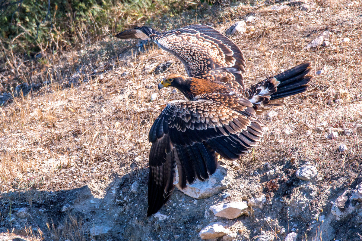 Wings of Power: Tawny Eagle in Flight by Andriette Pretorius
