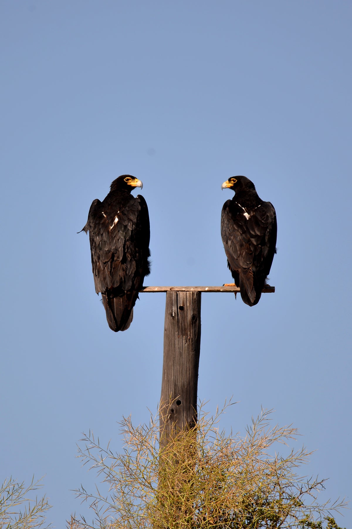 The Watchers: Black Eagles in Sync by Andriette Pretorius