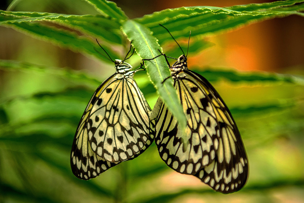 Whispers on Wings: A Moment of Butterfly Grace