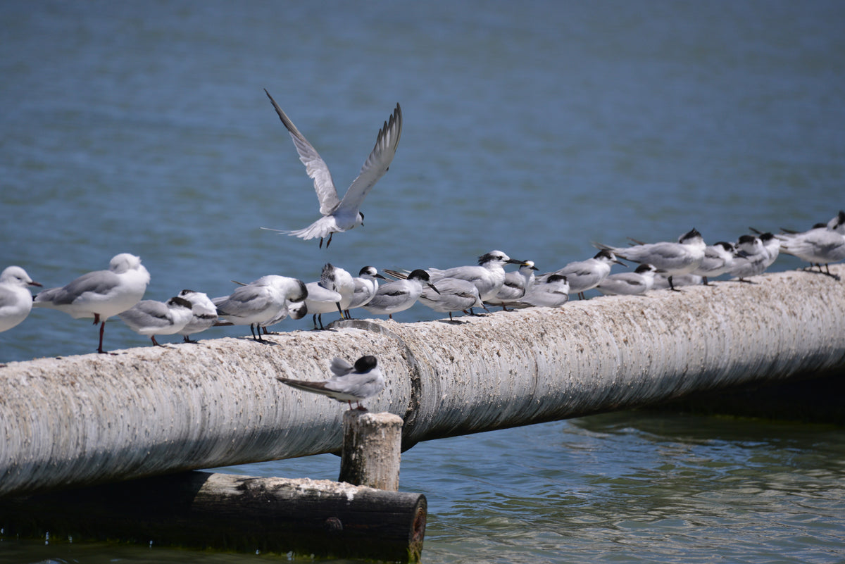 Waterfront Gathering: Coastal Terns in Harmony