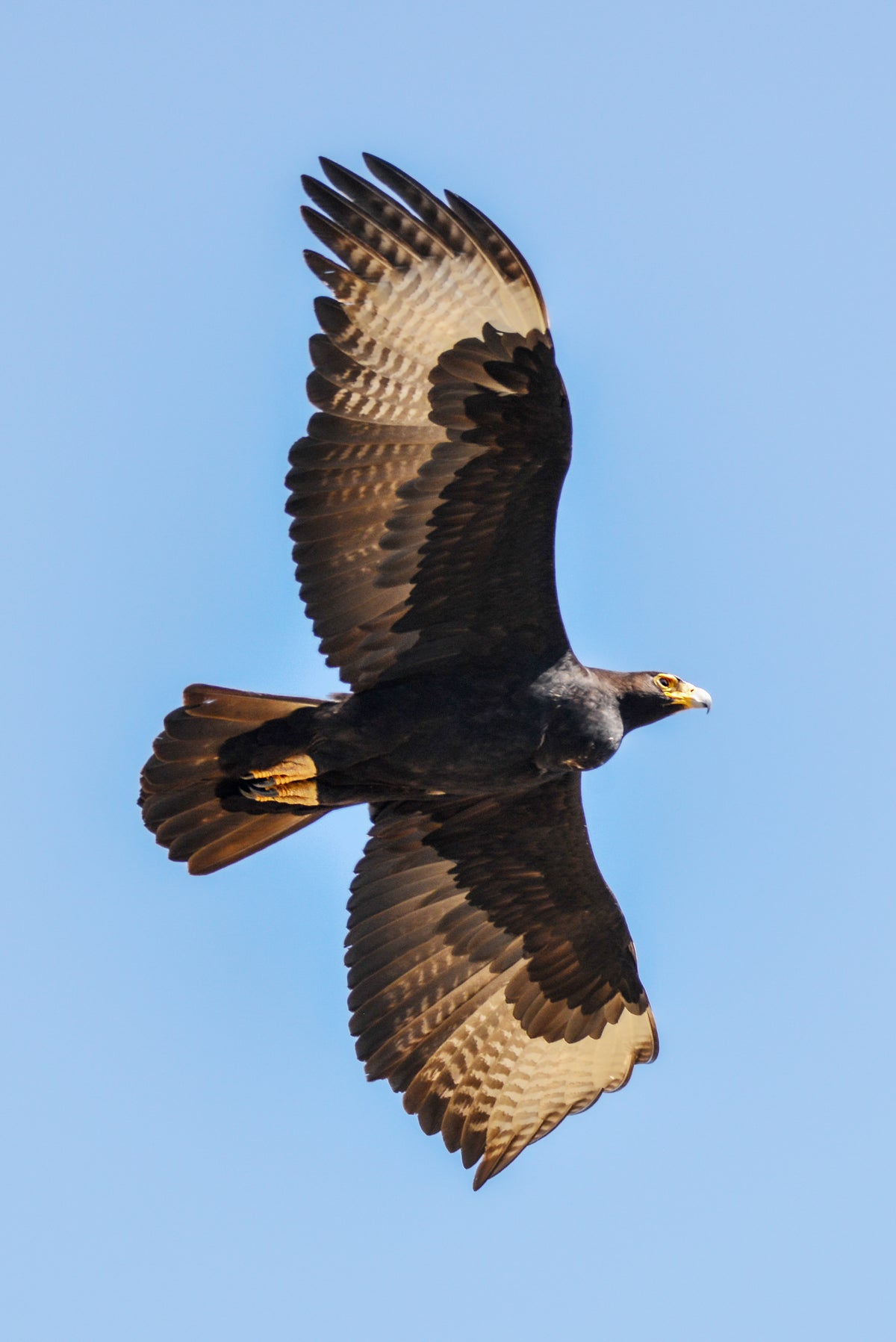 Wings of the Wild: Verreaux’s Eagle by Andriette Pretorius