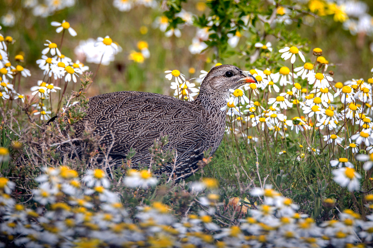 Camouflaged Beauty: Cape Francolin Among Daisies