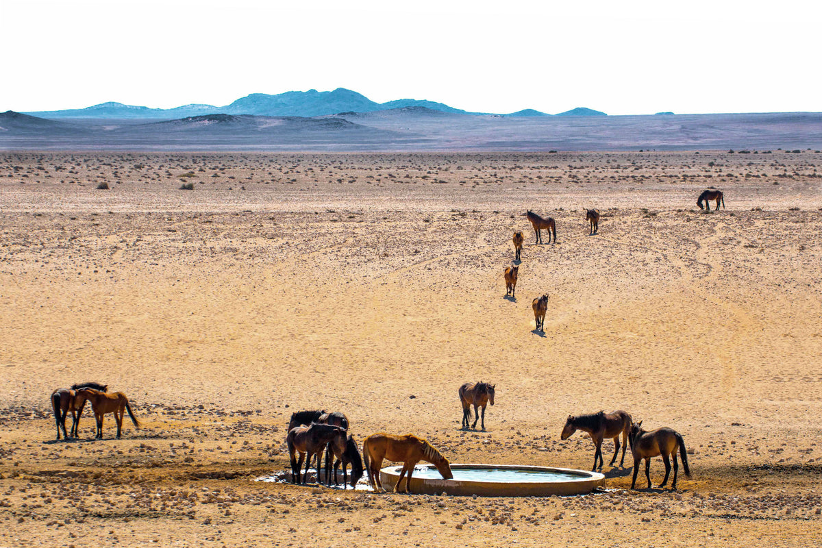 Oasis in the Dust: Wild Horses of the Namib