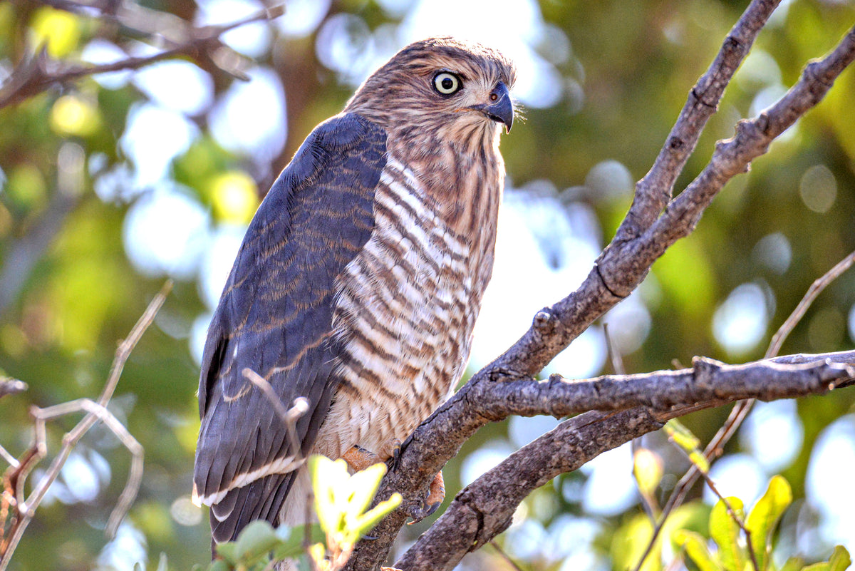 Sharpwatch: Little Sparrowhawk