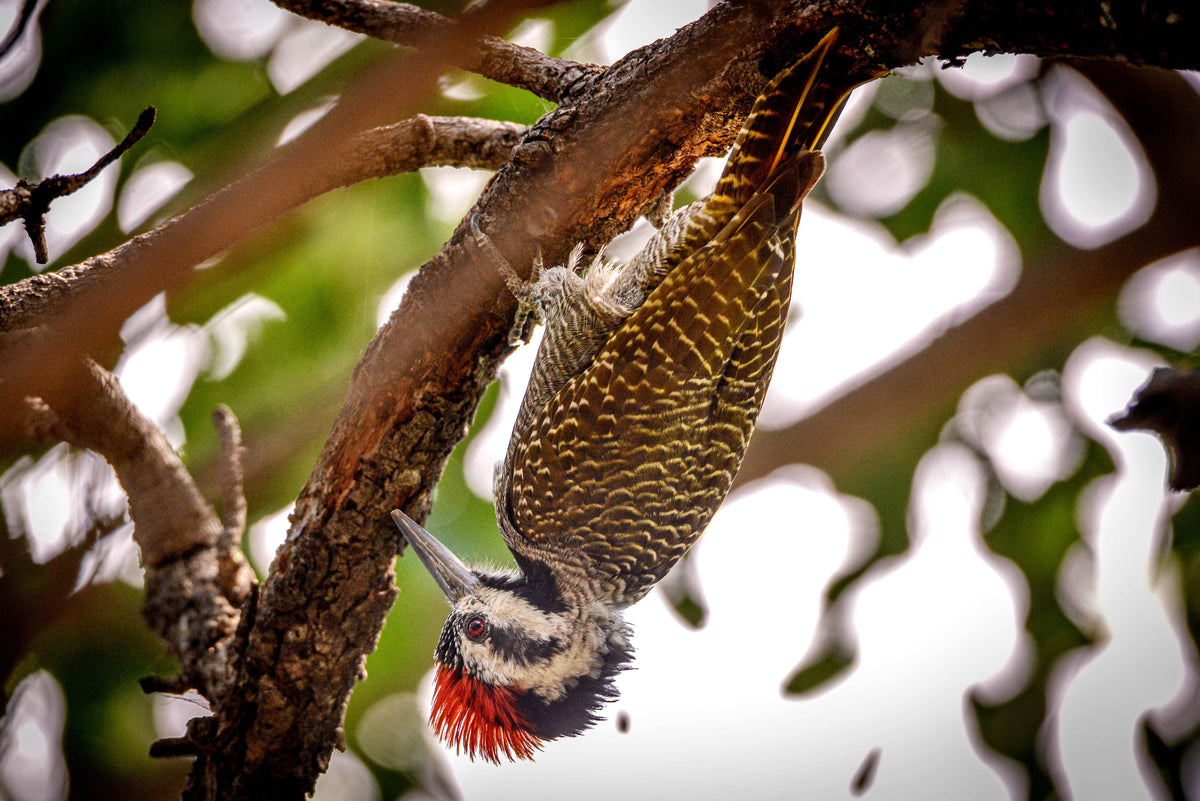 Gravity Rebel – Cardinal Woodpecker in Action