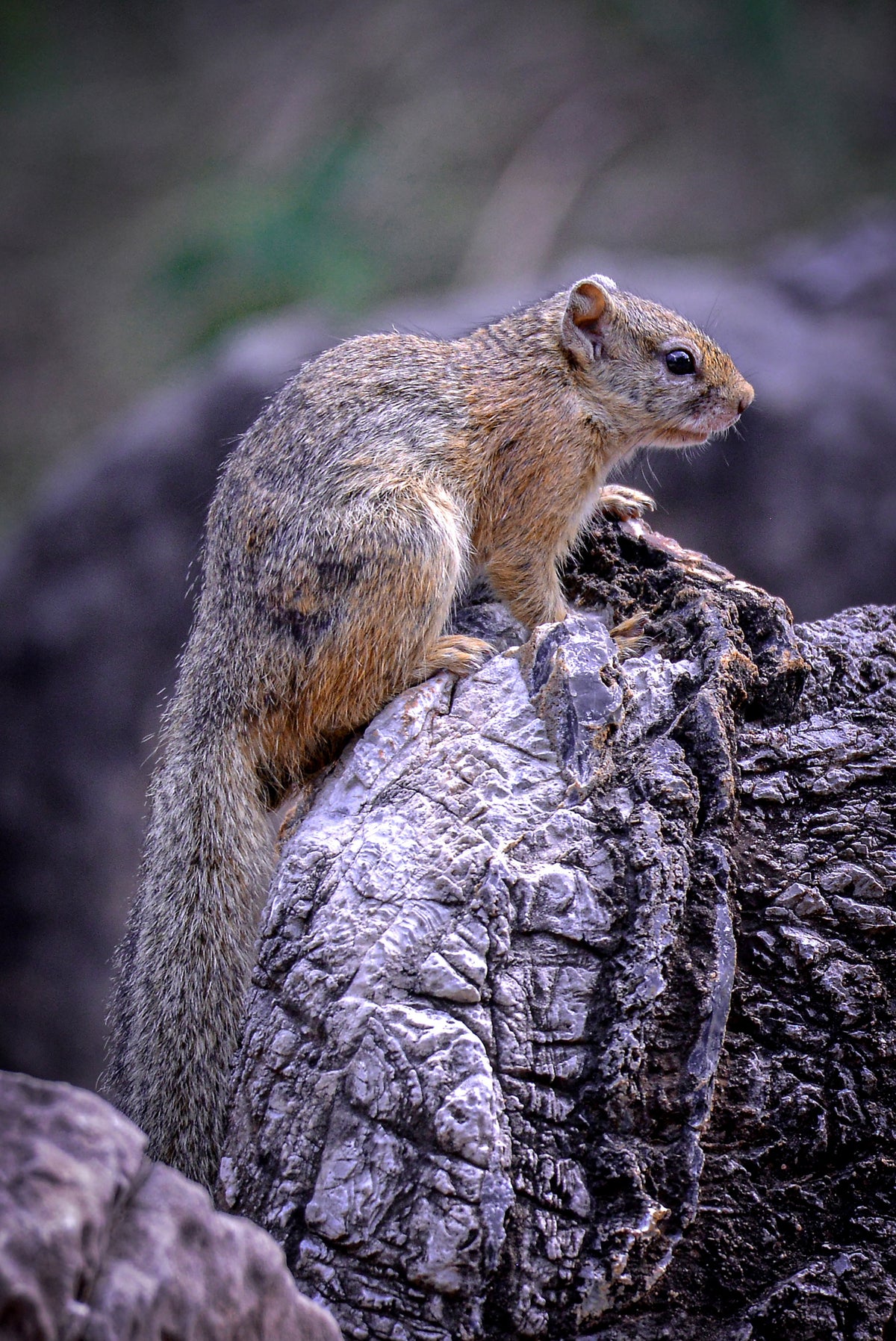 Rock Sentinel: Tree Squirrel on Watch