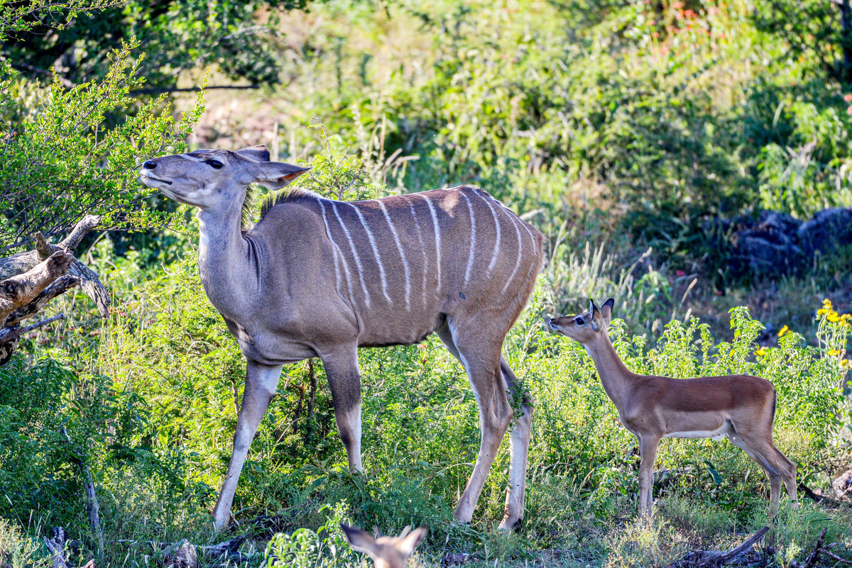 Mother's Grace: Kudu & Calf in Harmony