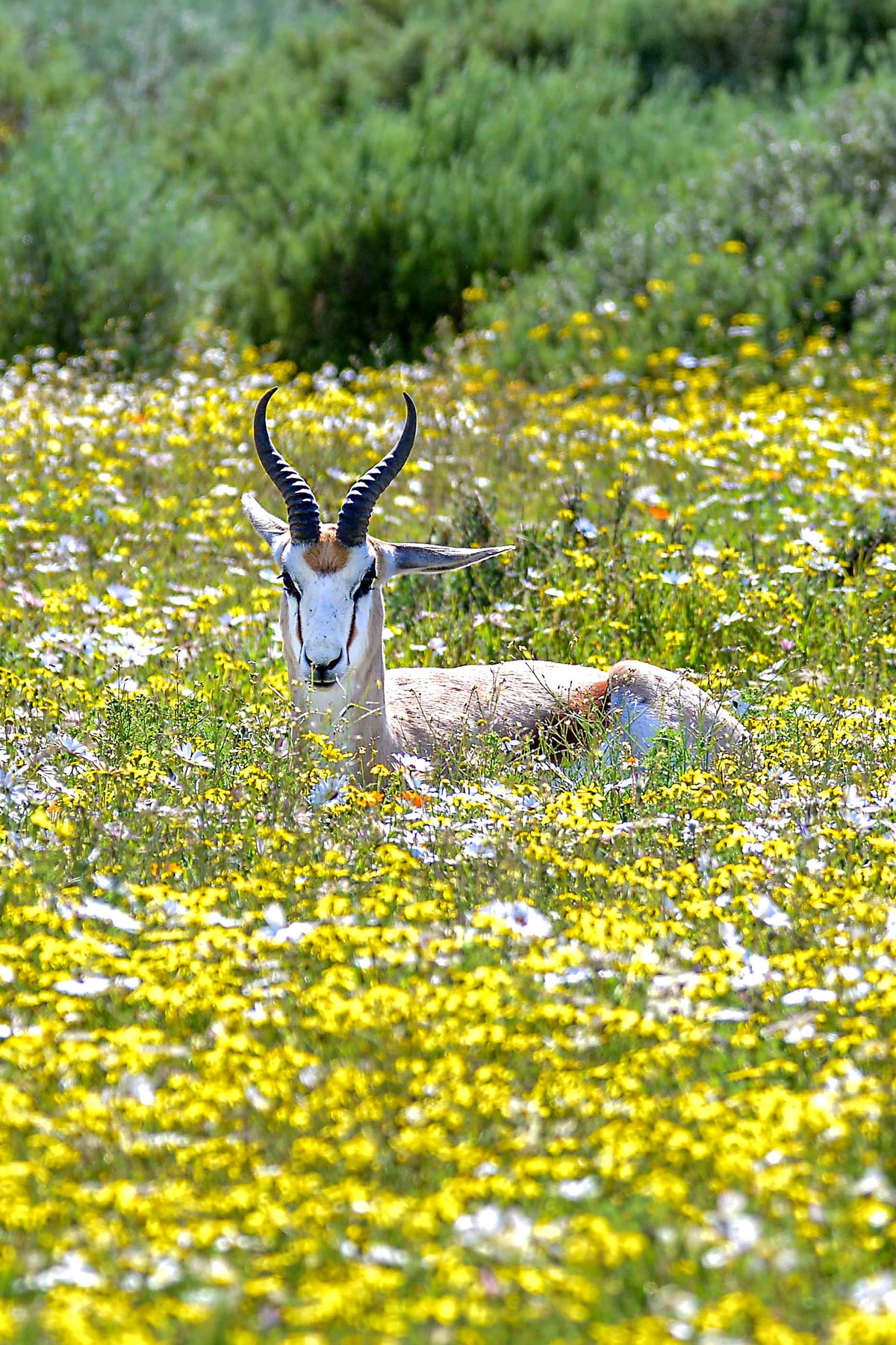 Springbok Serenity: Antelope Resting in Wildflower Bloom