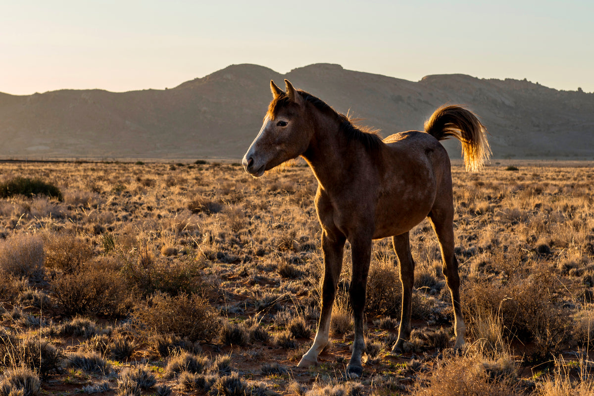 Desert Spirit: Wild Horse at Golden Hour