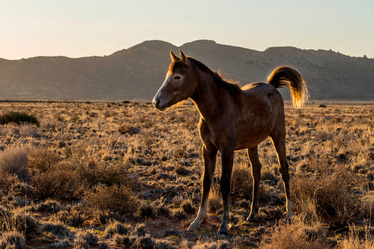 Desert Spirit: Wild Horse at Golden Hour