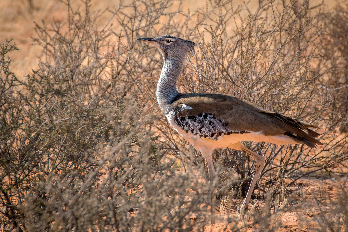 Kalahari Sentinel: Kori Bustard in the Bush