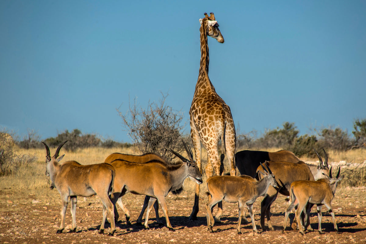Savanna Companions: Giraffe and Eland Herd in Harmony
