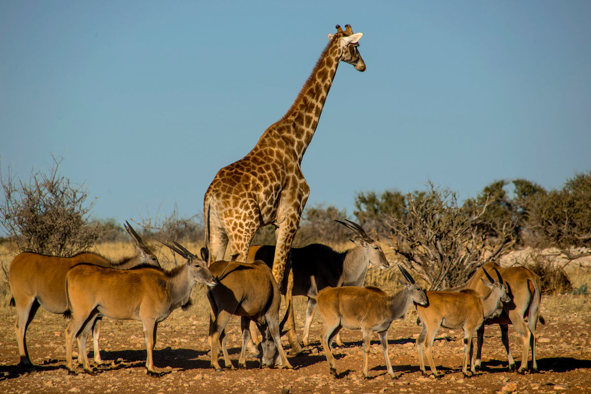 Tower and Herd: Giraffe Among Eland on the Plains