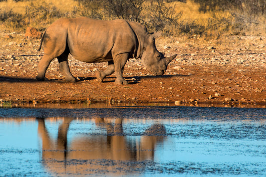 Reflection of Strength: Rhino at the Water’s Edge