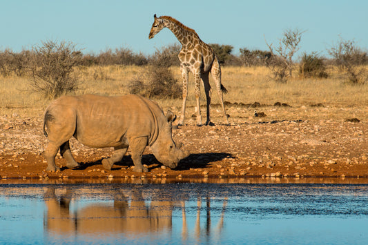Giants of the Wild: Rhino and Giraffe at Dawn