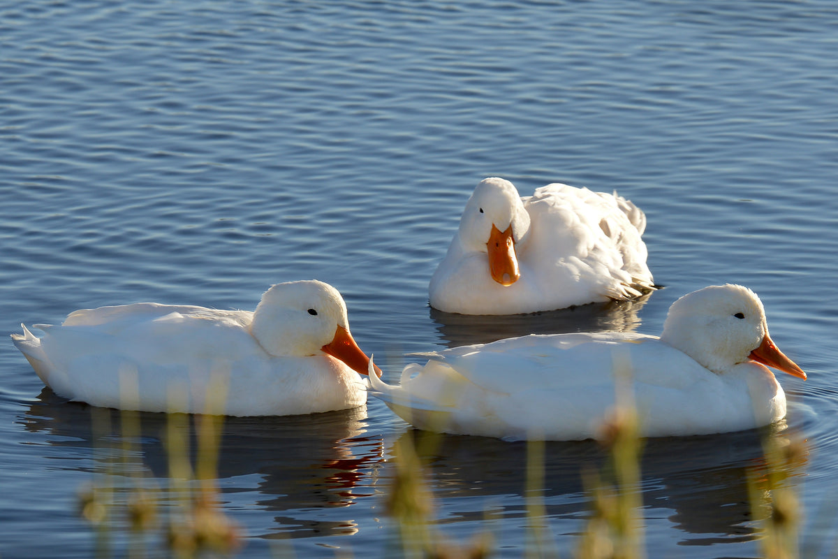 Tranquil Trio: White Ducks in Golden Light