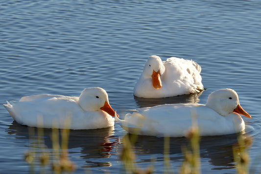 Tranquil Trio: White Ducks in Golden Light