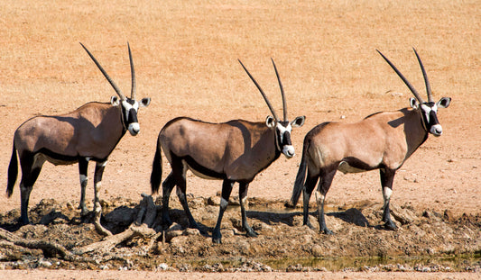 Desert Royalty: Gemsbok Trio at the Waterhole
