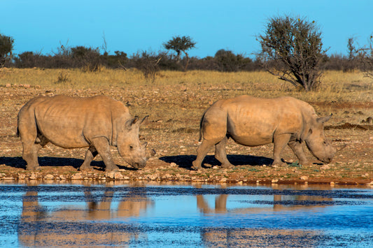 Side by Side: White Rhinos at the Waterhole